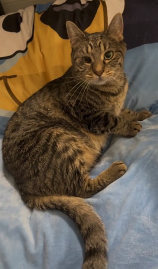 Illustration de l'article : "Tout ce qu'elle veut, c'est disparaître et retrouver son ancienne vie", une chatte brisée par son retour au refuge renoue avec le bonheur au bout de quelques jours