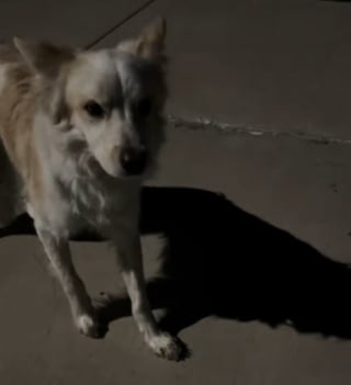 Illustration de l'article : Lors d'une balade nocturne, un bon samaritain rencontre un chien apeuré et décide de gagner sa confiance