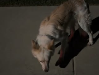 Illustration de l'article : Lors d'une balade nocturne, un bon samaritain rencontre un chien apeuré et décide de gagner sa confiance