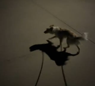 Illustration de l'article : Lors d'une balade nocturne, un bon samaritain rencontre un chien apeuré et décide de gagner sa confiance