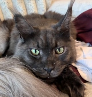 Illustration de l'article : Habitué à garder ses distances avec les autres, ce Maine Coon au caractère bien trempé surprend toute sa famille en prenant un chaton sous son aile (vidéo)