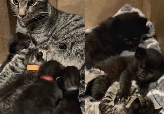 Illustration de l'article : Avec l'aide d'une femme au grand coeur, une chatte gestante trouve un abri à temps pour mettre au monde ses 5 chatons