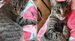 Illustration de l'article : Avec l'aide d'une femme au grand coeur, une chatte gestante trouve un abri à temps pour mettre au monde ses 5 chatons