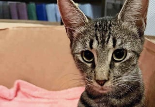 Illustration de l'article : Avec l'aide d'une femme au grand coeur, une chatte gestante trouve un abri à temps pour mettre au monde ses 5 chatons