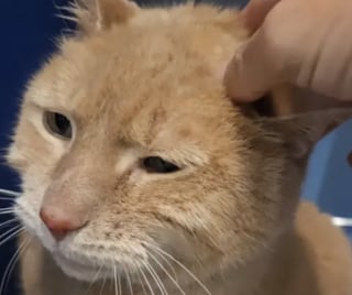 Illustration de l'article : Arrivé au refuge à l’âge de 14 ans après le déménagement de sa famille, ce chat espère vivre des jours meilleurs