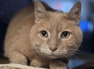 Illustration de l'article : Arrivé au refuge à l’âge de 14 ans après le déménagement de sa famille, ce chat espère vivre des jours meilleurs