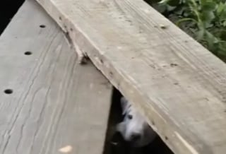 Illustration de l'article : « Elle l’a câlinée pendant qu’elle allaitait ses bébés », une chienne aide sa meilleure amie à prendre soin de ses chiots