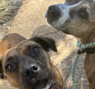 Illustration de l'article : « Elle l’a câlinée pendant qu’elle allaitait ses bébés », une chienne aide sa meilleure amie à prendre soin de ses chiots