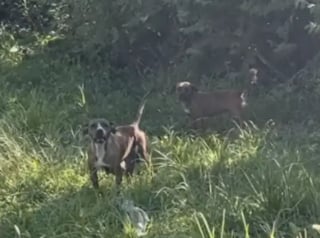 Illustration de l'article : « Elle l’a câlinée pendant qu’elle allaitait ses bébés », une chienne aide sa meilleure amie à prendre soin de ses chiots