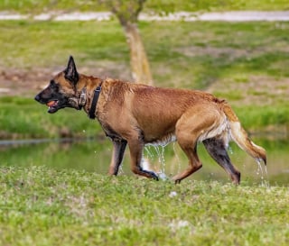 Illustration de l'article : Une chienne en promenade s'arrête devant un sac, son maître stupéfait y découvre 4 chiots Malinois abandonnés