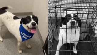 Illustration de l'article : Jugée trop protectrice et ayant connu une adoption ratée, cette chienne attend toujours une famille aimante depuis plus de 2 ans (vidéo)