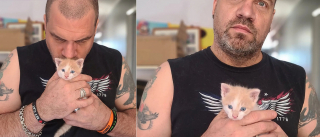 Illustration de l'article : Guidés en pleine nuit par des miaulements dans les bois, des sauveteurs changent le destin d'un chaton épuisé et transi de froid