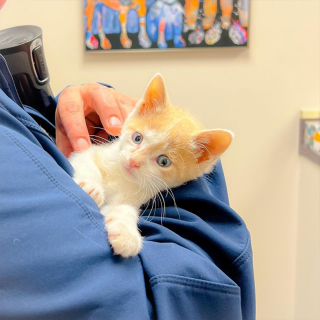 Illustration de l'article : Guidés en pleine nuit par des miaulements dans les bois, des sauveteurs changent le destin d'un chaton épuisé et transi de froid