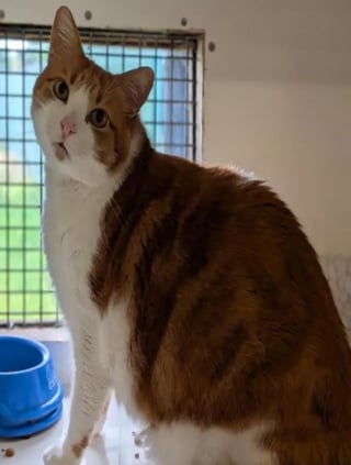 Illustration de l'article : « Le plus gros chat que j'aie vu en 15 ans de travail », un félin obèse compte sur ses sauveurs pour vivre une vie meilleure