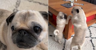 Illustration de l'article : L'arrivée d'un chiot transforme cette chienne Carlin séniore qui semblait avoir perdu sa joie de vivre (vidéo)