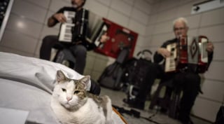 Illustration de l'article : Toute la journée et depuis des années, ce chat mélomane accompagne les musiciens d’une gare 