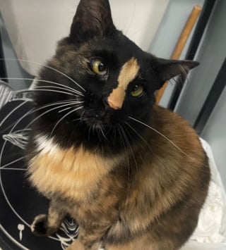 Illustration de l'article : « Sait-il seulement à quel point il est exceptionnel ? », ce chat mâle écaille de tortue fait partie des félins les plus rares au monde (vidéo)