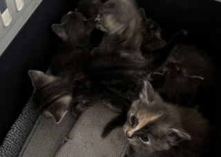 Illustration de l'article : Intriguée par des miaulements venant des buissons, une femme découvre 14 chatons et leur offre un nouveau départ en famille d'accueil