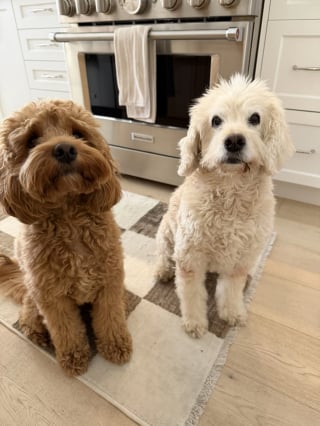 Illustration de l'article : Très attentionné envers son meilleur ami âgé et malentendant, ce chien trouve un moyen touchant de le prévenir de l'arrivée de leurs humains (vidéo)