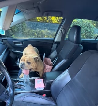 Illustration de l'article : Avec une vidéo, une femme qui héberge fréquemment des animaux prouve à son mari que ce sont eux qui la choisissent 