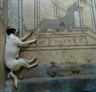 Illustration de l'article : Absorb&eacute;e par la visite d&rsquo;un lieu antique, cette voyageuse fait la rencontre inattendue d&rsquo;un chien errant qui appr&eacute;cie la compagnie des touristes (vid&eacute;o)