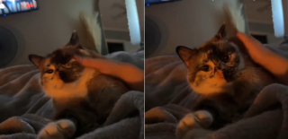 Illustration de l'article : Elle rencontre une chatte ressemblant à son amie féline décédée et apprend qu'elle vivait enfermée dans une salle de bain pendant 10 ans (vidéo)