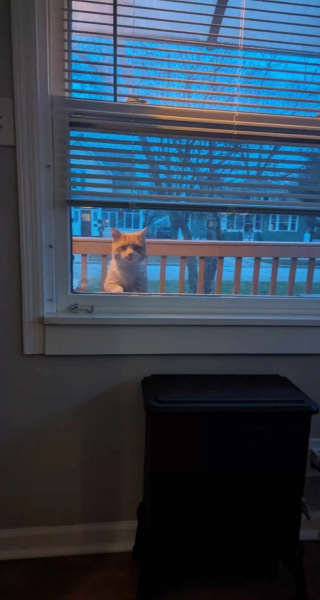 Illustration de l'article : Inquiet pour l’avenir d’un chat errant, ce couple décide de lui construire un abri de luxe pour passer l'hiver