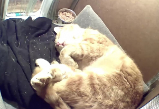 Illustration de l'article : Inquiet pour l’avenir d’un chat errant, ce couple décide de lui construire un abri de luxe pour passer l'hiver