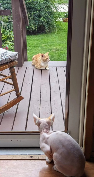 Illustration de l'article : Inquiet pour l’avenir d’un chat errant, ce couple décide de lui construire un abri de luxe pour passer l'hiver