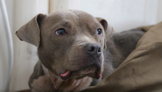Illustration de l'article : Repérée par hasard par des navigateurs, cette chienne coincée sur une minuscule dalle au-dessus d'une rivière trouve sa nouvelle famille parmi ses sauveurs