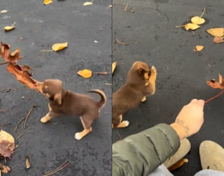 Illustration de l'article : Des policiers découvrent un chiot abandonné parmi les ordures et prennent soin de lui, l'un d'eux décide d'aller plus loin