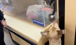 Illustration de l'article : Un Pitbull rencontre un chat lors d’un événement d’adoption et fait comprendre à ses propriétaires qu’il est son prochain petit frère (vidéo)