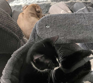 Illustration de l'article : Un Pitbull rencontre un chat lors d’un événement d’adoption et fait comprendre à ses propriétaires qu’il est son prochain petit frère (vidéo)