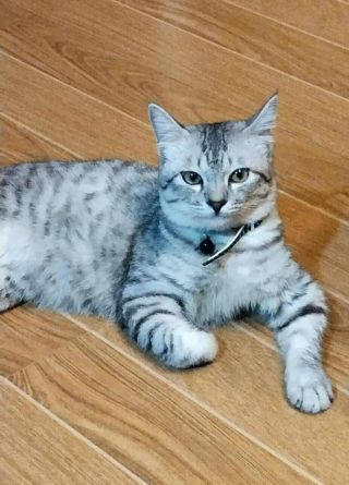 Illustration de l'article : En faisant tomber un ordinateur, ce chat sauve toute sa famille qui dormait lors d'une inondation