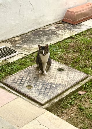 Illustration de l'article : En deuil de son chat, un homme trouve du réconfort auprès d'un félin qui s'installe immédiatement à l'endroit préféré du défunt