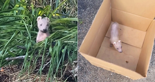 Illustration de l'article : Une chienne à l'apparence hors du commun et découverte seule dans les bois trouve enfin la famille qu’elle méritait à des milliers de kilomètres