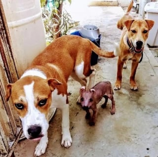 Illustration de l'article : Une chienne à l'apparence hors du commun et découverte seule dans les bois trouve enfin la famille qu’elle méritait à des milliers de kilomètres