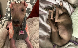 Illustration de l'article : Une chienne à l'apparence hors du commun et découverte seule dans les bois trouve enfin la famille qu’elle méritait à des milliers de kilomètres