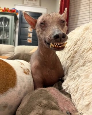 Illustration de l'article : Une chienne à l'apparence hors du commun et découverte seule dans les bois trouve enfin la famille qu’elle méritait à des milliers de kilomètres