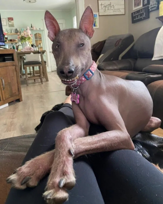 Illustration de l'article : Une chienne à l'apparence hors du commun et découverte seule dans les bois trouve enfin la famille qu’elle méritait à des milliers de kilomètres