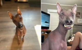 Illustration de l'article : Une chienne à l'apparence hors du commun et découverte seule dans les bois trouve enfin la famille qu’elle méritait à des milliers de kilomètres