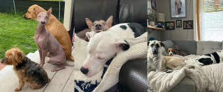 Illustration de l'article : Une chienne à l'apparence hors du commun et découverte seule dans les bois trouve enfin la famille qu’elle méritait à des milliers de kilomètres