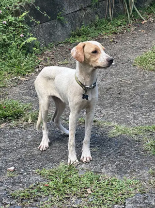 Illustration de l'article : « Une puce au cœur tendre qui mérite une belle vie en famille », cette chienne au passé difficile rêve d’être adoptée