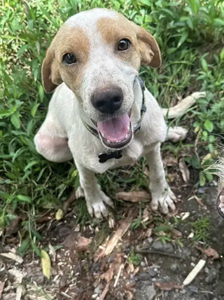 Illustration de l'article : « Une puce au cœur tendre qui mérite une belle vie en famille », cette chienne au passé difficile rêve d’être adoptée