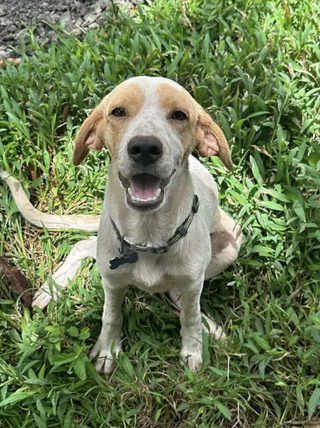 Illustration de l'article : « Une puce au cœur tendre qui mérite une belle vie en famille », cette chienne au passé difficile rêve d’être adoptée