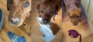 Illustration de l'article : Depuis qu'elle a adopté ce Labrador ayant manqué de peu de devenir chien d'assistance, il n'arrête pas de lui offrir des cadeaux