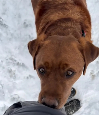 Illustration de l'article : Depuis qu'elle a adopté ce Labrador ayant manqué de peu de devenir chien d'assistance, il n'arrête pas de lui offrir des cadeaux
