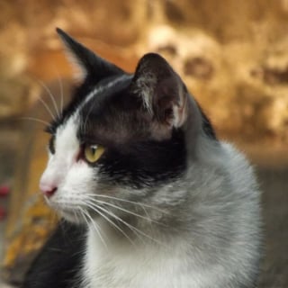 Illustration de l'article : 11 chats de rue qui dévoilent toute leur beauté grâce au talent d’une photographe