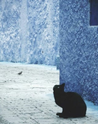 Illustration de l'article : 11 chats de rue qui dévoilent toute leur beauté grâce au talent d’une photographe