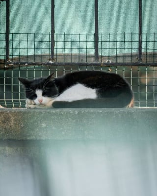 Illustration de l'article : 11 chats de rue qui dévoilent toute leur beauté grâce au talent d’une photographe
